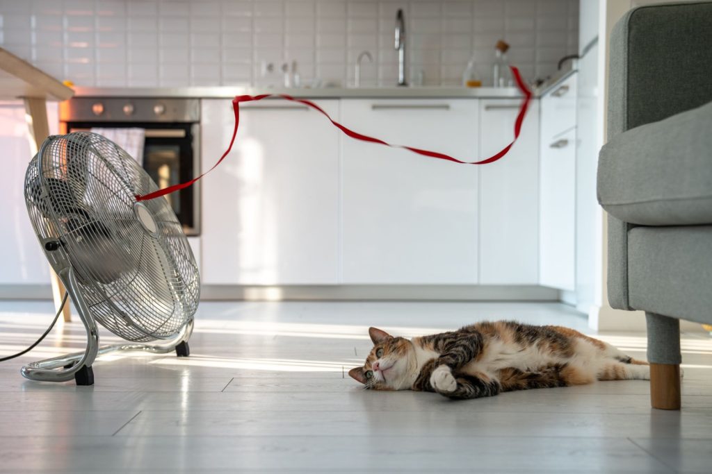 Letni upał i zwierzę w domu. Przegrzany kot leżący na podłodze, ucieka przed upałem za pomocą wentylatora, smutno patrząc na czerwoną wstążkę na wietrze. Duszno w mieszkaniu bez klimatyzacji.