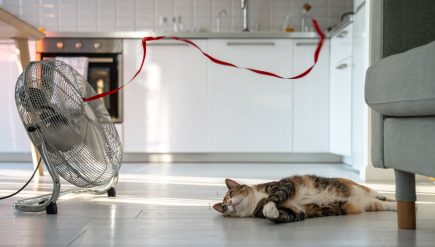 Letni upał i zwierzę w domu. Przegrzany kot leżący na podłodze, ucieka przed upałem za pomocą wentylatora, smutno patrząc na czerwoną wstążkę na wietrze. Duszno w mieszkaniu bez klimatyzacji.